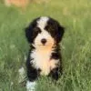 Charlie, a male Bernedoodle for sale in Cleburne, TX – 6 of 7