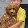 Abigail, a female Goldendoodle for sale in Cleburne, TX – 5 of 6