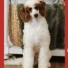 Theo, a male Goldendoodle for sale in Cleburne, TX – 4 of 4