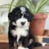 Jack, a male Bernedoodle for sale in Cleburne, TX – 2 of 3