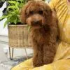 Jasper, a male Goldendoodle for sale in Cleburne, TX – 4 of 7