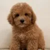 Biscuit, a male Goldendoodle for sale in Cleburne, TX – 2 of 5