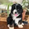Indie, a female Bernedoodle for sale in Cleburne, TX – 4 of 4