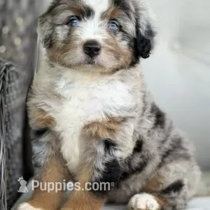 Romeo – Bernedoodle puppy for sale in Cleburne, TX