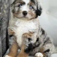 Romeo, a male Bernedoodle for sale in Cleburne, TX – 1 of 4