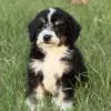 Cooper, a male Bernedoodle for sale in Cleburne, TX – 2 of 4