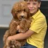 Abigail, a female Goldendoodle for sale in Cleburne, TX – 4 of 6