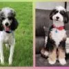 Waffles, a male Bernedoodle for sale in Cleburne, TX – 6 of 6