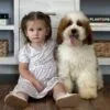 Abigail, a female Goldendoodle for sale in Cleburne, TX – 3 of 6
