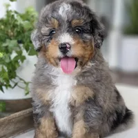 Charlie, a male Miniature Bernedoodle for sale in Cleburne, TX – Photo 2 of 8