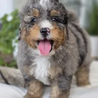 Charlie, a male Miniature Bernedoodle for sale in Cleburne, TX – Photo 6 of 8