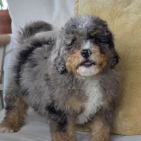 Charlie, a male Miniature Bernedoodle for sale in Cleburne, TX – Photo 7 of 8