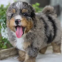 Charlie, a male Miniature Bernedoodle for sale in Cleburne, TX – Photo 3 of 8