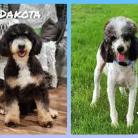 Charlie, a male Miniature Bernedoodle for sale in Cleburne, TX – Photo 4 of 8