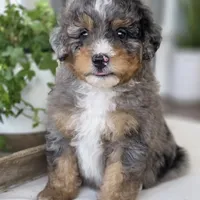 Charlie, a male Miniature Bernedoodle for sale in Cleburne, TX – Photo 1 of 8