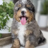 Charlie, a male Miniature Bernedoodle for sale in Cleburne, TX – Photo 5 of 8