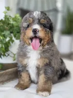 processed/2b2ec75c-0478-4a27-afa7-34dc4ef2ebbf/listing/76a6cfd8-9f7c-4ab8-a972-0e9f24a86aeb/da5a2e8b-70ad-4341-805f-fdda0a3d9408