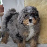 Charlie, a male Miniature Bernedoodle for sale in Cleburne, TX – Photo 8 of 8