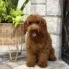 Jasper, a male Goldendoodle for sale in Cleburne, TX – 5 of 7