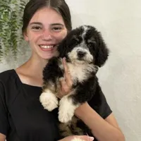 Cooper, a male Bernedoodle for sale in Cleburne, TX – 4 of 4