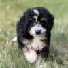 Cooper, a male Bernedoodle for sale in Cleburne, TX – 3 of 4