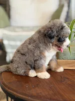 Audrey, a female Bernedoodle for sale in Cleburne, TX – 2 of 6