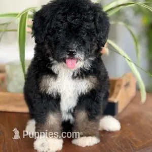 Lana – Bernedoodle puppy for sale in Cleburne, TX