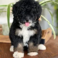 Lana, a female Bernedoodle for sale in Cleburne, TX – 1 of 5