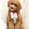 Coco, a female Goldendoodle for sale in Cleburne, TX – 3 of 5