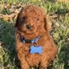 Jasper, a male Goldendoodle for sale in Cleburne, TX – 7 of 7