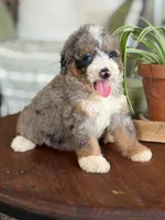 Audrey, a female Bernedoodle for sale in Cleburne, TX – 5 of 6
