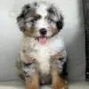 Romeo, a male Bernedoodle for sale in Cleburne, TX – 4 of 4