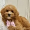 Coco, a female Goldendoodle for sale in Cleburne, TX – 2 of 5