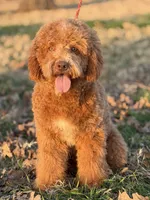 Theadore, a male Miniature Goldendoodle for sale in Cleburne, TX – 2 of 6