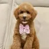 Coco, a female Goldendoodle for sale in Cleburne, TX – 4 of 5