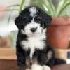 Jack, a male Bernedoodle for sale in Cleburne, TX – 3 of 3