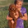 Jasper, a male Goldendoodle for sale in Cleburne, TX – 6 of 7