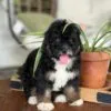 Lana, a female Bernedoodle for sale in Cleburne, TX – 5 of 5