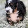 Waffles, a male Bernedoodle for sale in Cleburne, TX – 3 of 6