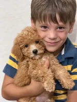 Biscuit, a male Goldendoodle for sale in Cleburne, TX – 2 of 6