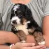 Waffles, a male Bernedoodle for sale in Cleburne, TX – 5 of 6