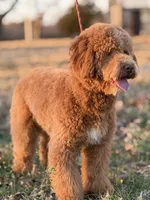 Theadore, a male Miniature Goldendoodle for sale in Cleburne, TX – 4 of 6