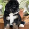 Lana, a female Bernedoodle for sale in Cleburne, TX – 4 of 5
