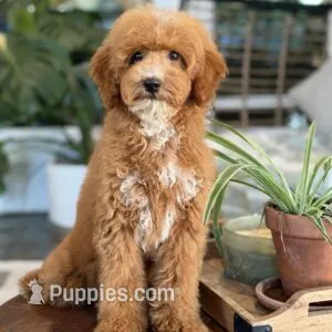 Abigail – Goldendoodle puppy for sale in Cleburne, TX