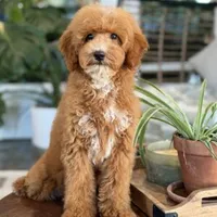 Abigail, a female Goldendoodle for sale in Cleburne, TX – 1 of 6