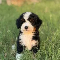 Charlie, a male Bernedoodle for sale in Cleburne, TX – 7 of 7