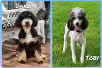 Audrey, a female Bernedoodle for sale in Cleburne, TX – 6 of 6