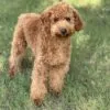 Jasper, a male Goldendoodle for sale in Cleburne, TX – 2 of 7