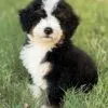 Charlie, a male Bernedoodle for sale in Cleburne, TX – 2 of 7