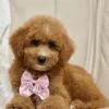 Coco, a female Goldendoodle for sale in Cleburne, TX – 5 of 5